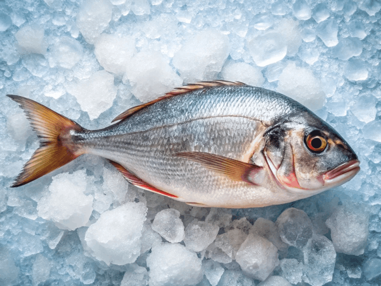 Poisson dorade frais