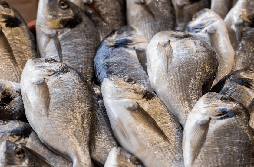 Poisson thiof frais